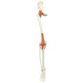 3B Scientific Skeleton: Leg+ligaments right A12, A12/1 1020643